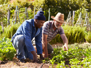 two men in allotment gardening