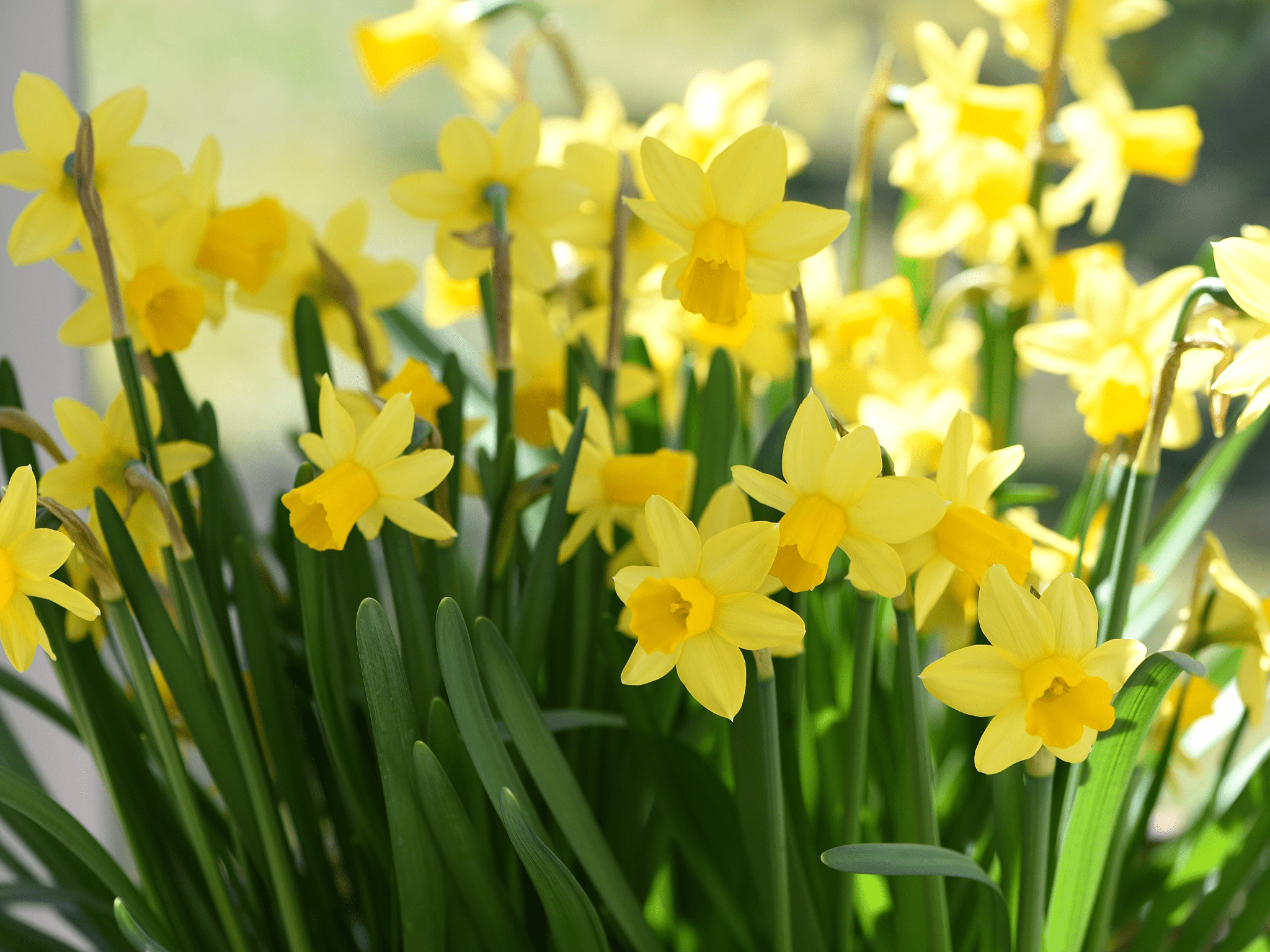 daffodil